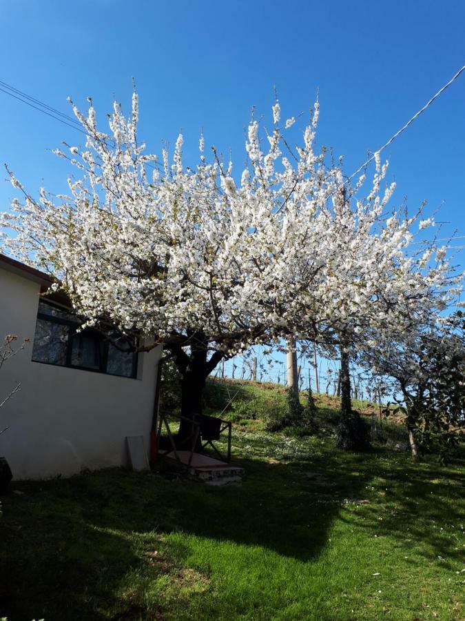 Apartamento Il Ciliegio Del Pellegrino Gubbio Exterior foto